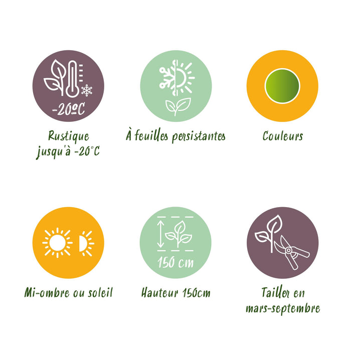 Green boutiQ – Buchsbaumhecke – BetterBuxus Babylon Beauty – Resistent gegen Buchsbaumpilz – 16 Pflanzen – 2 laufende Meter – Topf 9 cm, Höhe 20–25 cm