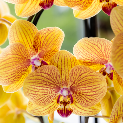 Kolibri Orchids | Oranje Sunny Bunny Niagara Falls orchidee + Horizon sierpot geel – potmaat Ø12cm