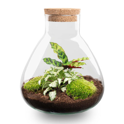 Terrarium végétal à faire soi-même - Calathea Sammie - ↕27cm