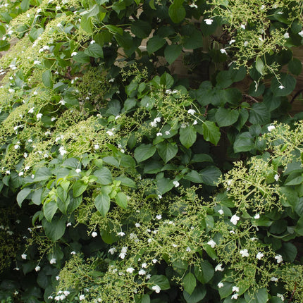 Hydrangea Petiolaris - Klimhortensia - ↕65cm - Ø15cm