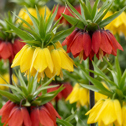 12x Fritillaria Imperialis Mix - Bloembollen - Keizerskroon mix - Diversen - Voorjaarsbloeier - Bolmaat 18/20