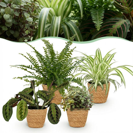 Maceta para plantas - Chlorophytum - Maranta - Callisia - Nephrolepsis - con cesta - ↕25cm - Ø12cm - 4x