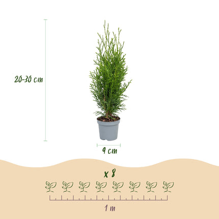 Thuja occidentalis Smaragd - Levensboom - 16x Haagplanten - Groenblijvend - Groen - Pot 9cm - Hoogte 20-30cm