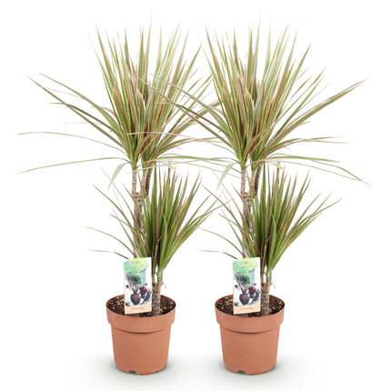 Dracaena Marginata Bicolor - Arbre Sang-Dragon - Pot 17 cm - Hauteur 70-75 cm - Lot de 2