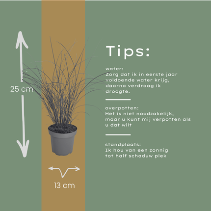 Miscanthus sinensis ‘Gracillimus’ – Chinees Prachtriet - Ø12cm - 6x