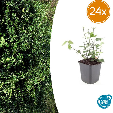 Euonymus fortunei 'Coloratus' - Kardinaalsmuts - ↕10-25cm - Ø9cm - 24x