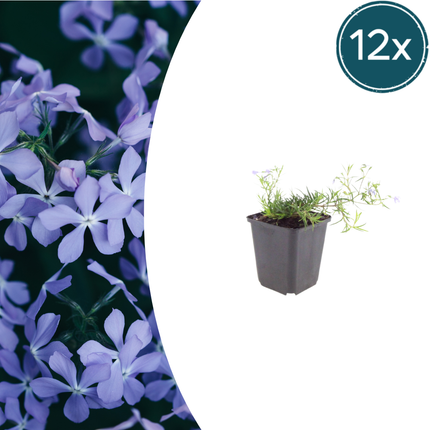 Phlox subulata 'Emerald Cushion Blue' - Kruipphlox - ↕10-25cm - Ø9cm - 12x