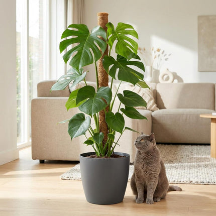 Monstera Deliciosa sur tuteur en mousse - Plante à trous - avec pot gris - ↕90cm - Ø19cm