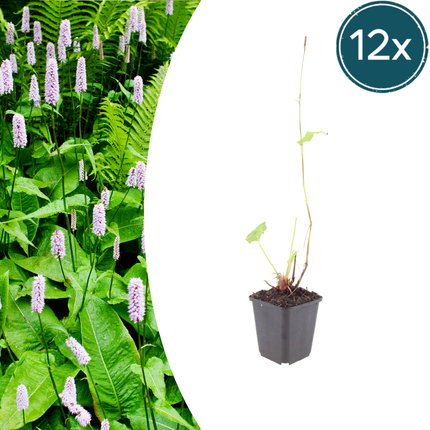 Persicaria amplexicaulis 'Alba' - Duizendknoop - ↕10-25cm - Ø9cm - 12x