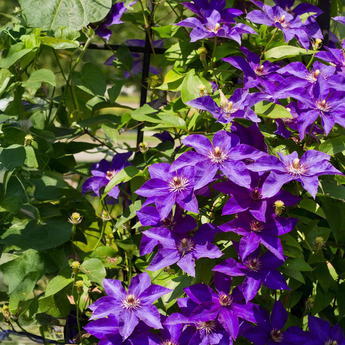 Clematis The President - Bosrank - Bloem Roze - ↕40cm - Ø11cm - 2x