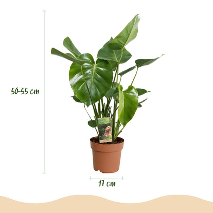 Monstera Deliciosa - Planta de hoyo - ↕50-55cm - Ø17cm