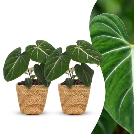 Philodendron Gloriosum - Glorie Philodendron - met Mand - ↕25cm - Ø12cm - 2x