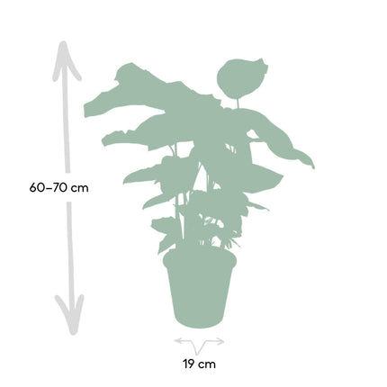 Calathea Whitestar - Pauwenplant - ↕50cm - Ø19cm