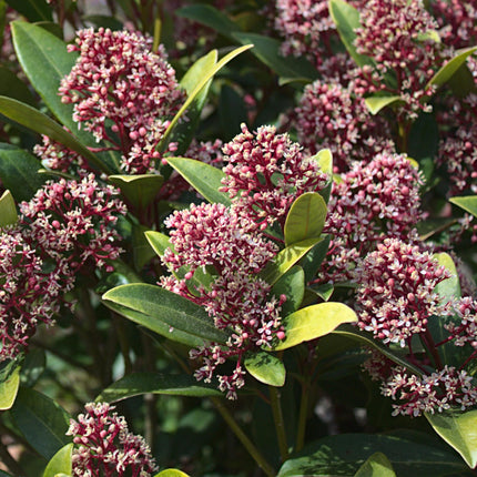 Skimmia Japonica Rubella - Bloem Rood - 40+ Bloemen - ↕60cm - Ø19cm - 2x
