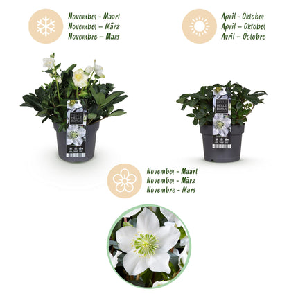 Kerstroos - Helleborus Christmas Carol  - Witte Bloem - ↕35cm - Ø17cm - 2x