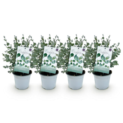 Eucalyptus gunni - Gris - 4x - Rustique - ↕30cm - Ø14cm