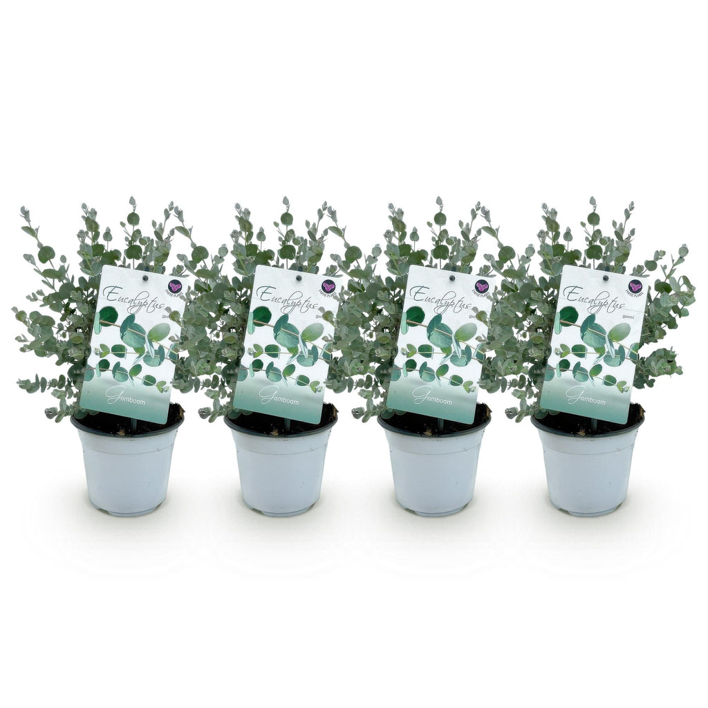 Eukalyptusbaum - Eucalyptus gunni - Grau - 4x - Winterhart - ↕30cm