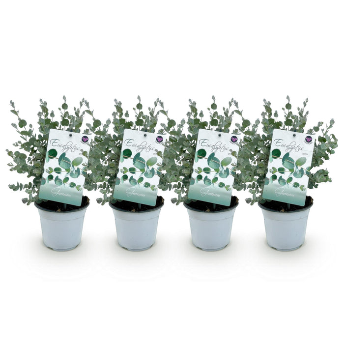Terrasplant - Eucalyptus boom - Eucalyptus gunni  - Grijs - 4 Planten - Winterhard - Pot 14cm Hoogte 30cm