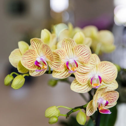 Kolibri Orchids | Combi Deal - 4 Gele Phalaenopsis Orchideeën Blossom Lima - Ø9 cm