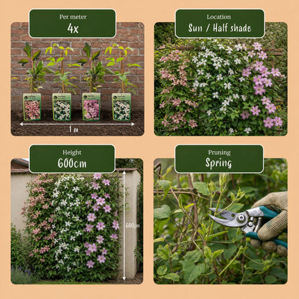 Clematis montana Tricolour - Bergclematis 12x - Wit - Roze - Licht Roze - Klimplant - Ø9cm - ↕35cm