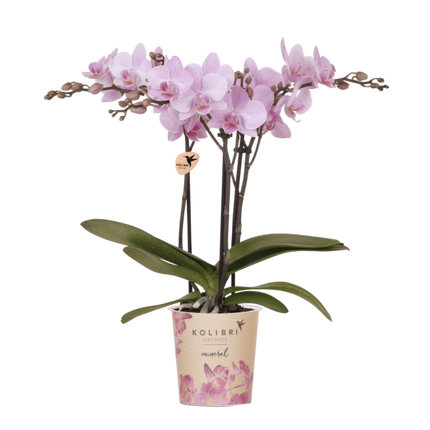 Kolibri Orchids | Roze Phalaenopsis Orchidee - Mineral Chamberry - Ø9 cm