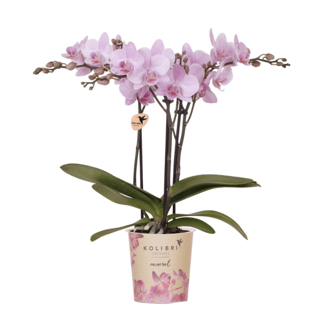 Kolibri Orchids | Roze Phalaenopsis Orchidee - Mineral Chamberry - Ø9 cm