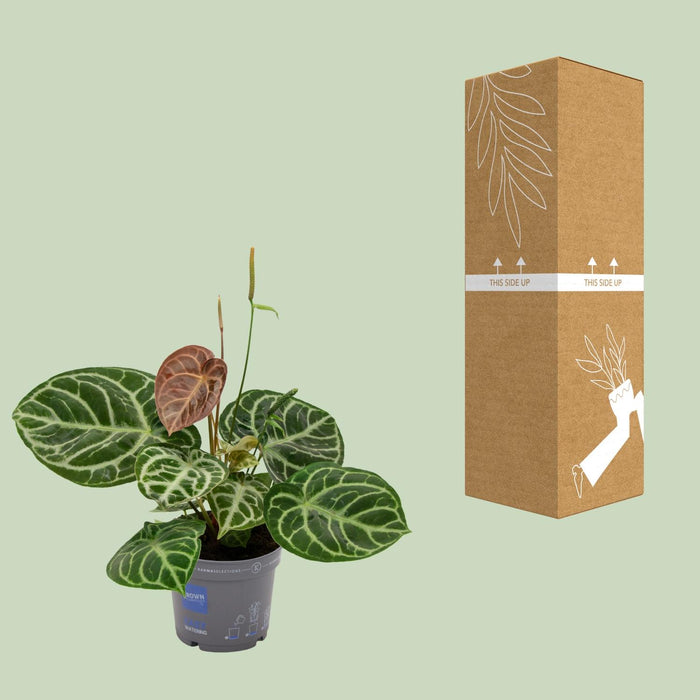 Anthurium Crystal Hybride Compact - ↕40cm - Ø17cm