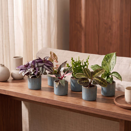 Baby Plants Surprise Box 6x - Verrassingsbox kleine planten - Diversen - Tropisch - incl. Linnea Misty Blue - Ø6cm - ↕5-15cm
