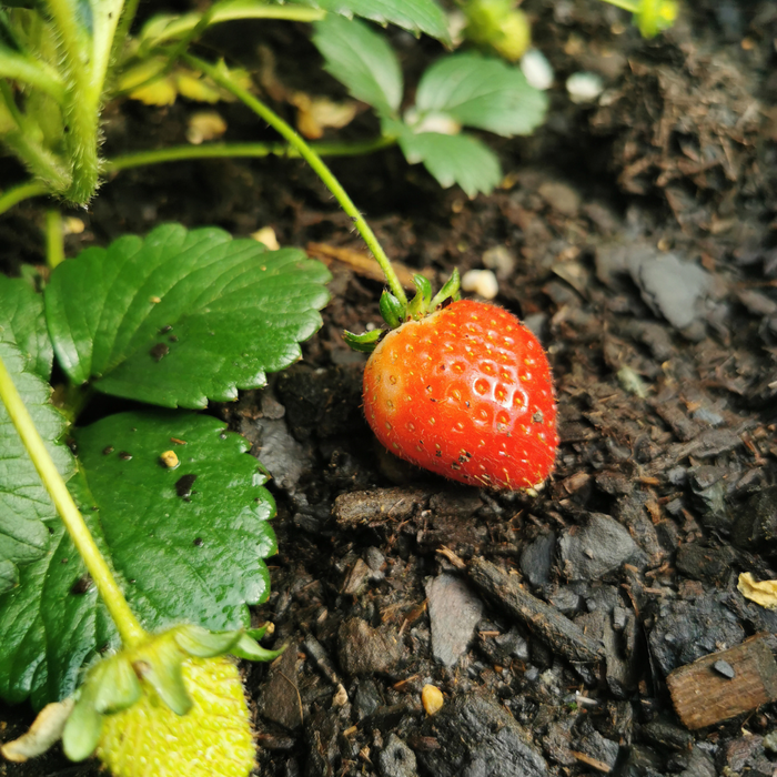 Aardbeienplanten (Fragaria) 100% biologisch - 6x