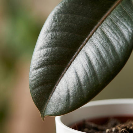 Ficus Elastica Cloe - Rubberplant - met witte pot - ↕65cm - Ø19cm