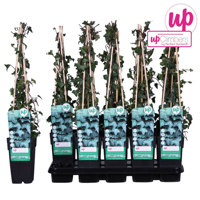 Hedera Helix - ↕65cm - Ø15cm
