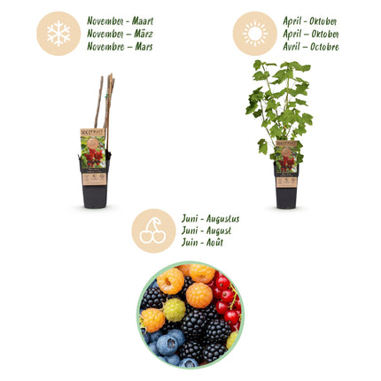 Ribes - Rubes - Mix di Vaccinium - Arcobaleno - Resistente - Ribes rosso - Mora - Lampone giallo - Mirtillo - 4 piante - Vaso da 15 cm - Altezza 50 cm