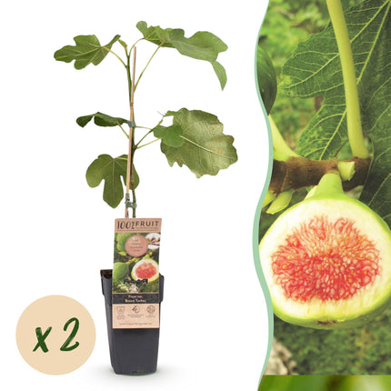 Ficus carica Brun Kalkun - Figentræ - Hårdfør - Stedsegrøn - Lilla Frugt - 2 Planter - 15cm Potte - Højde 50cm