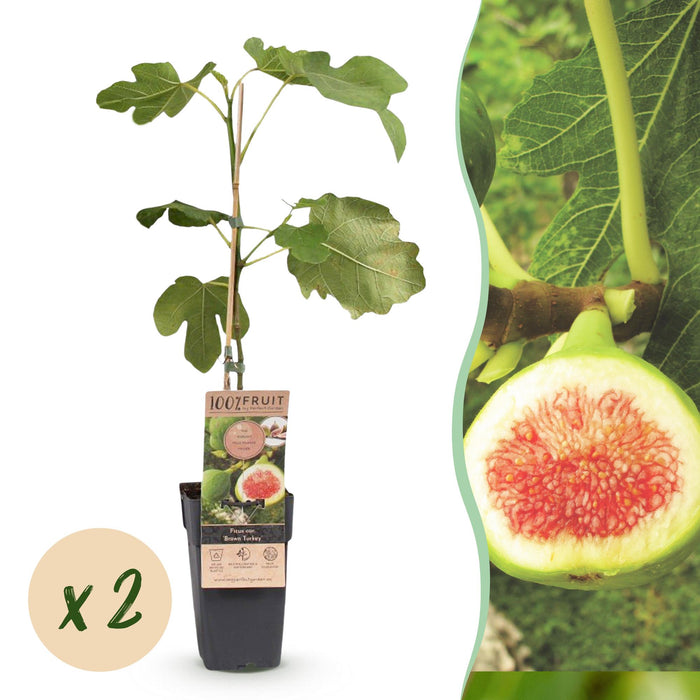 Ficus carica Brown Turkey - Vijgenboom - Paarse Vrucht - ↕50cm - Ø15cm - 2x