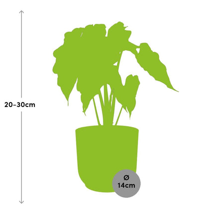 Alocasia 'Polly' in gelbem elho Vibes Fold - ↕20-30cm - Ø14cm