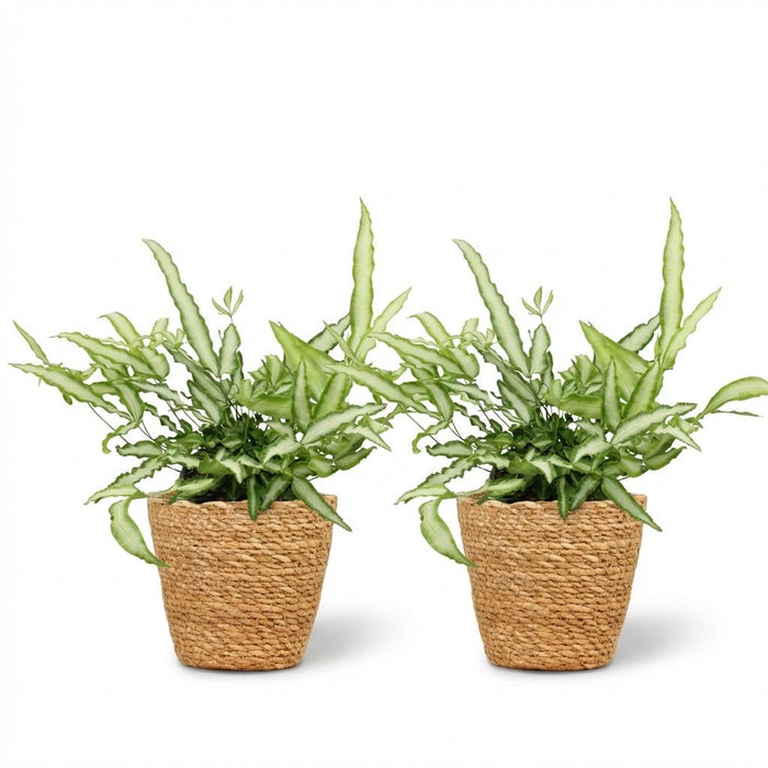 Pteris cretica Albolineata - Lintvaren - met Mand - ↕20cm - Ø12cm - 2x