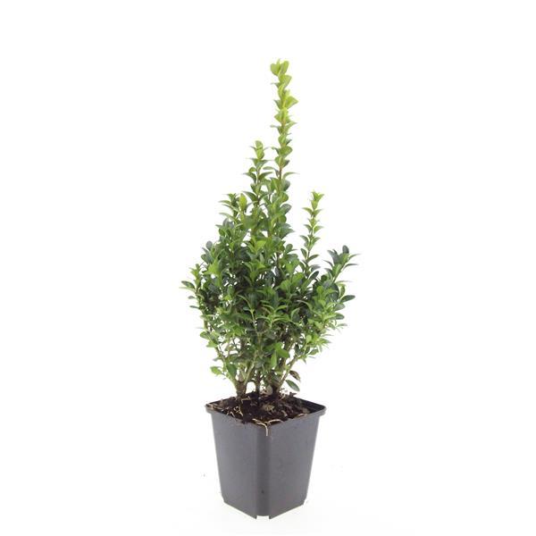 Buxus Sempervirens - ↕10-25cm - Ø9cm - 48x