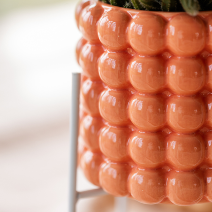 Compañía Kolibri | Set de plantas de orquídeas amapola naranja | Orquídea naranja Bolzano con macetas decorativas de cerámica