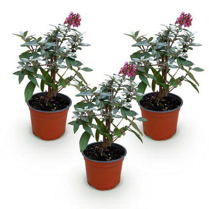 Buddleja davidii Butterfly Candy Little Ruby - Sommerfuglebusk - Kompakt - Rød - ↕20-25cm - Ø12cm - 3x