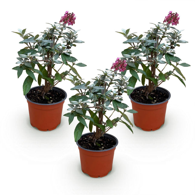 Buddleja davidii Butterfly Candy Little Ruby - Butterfly Bush - Compact - Red - ↕20-25cm - Ø12cm - 3x