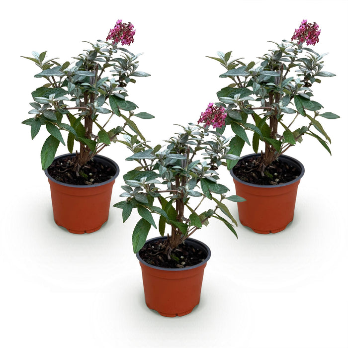 Buddleja davidii Butterfly Candy Little Ruby - Vlinderstruik - Compact - Rood - ↕20-25cm - Ø12cm - 3x