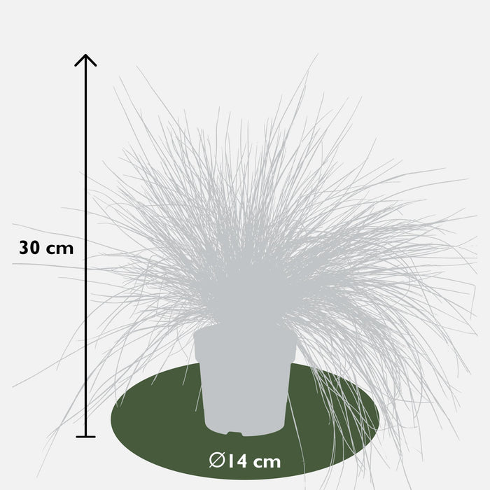 Festuca glauca Azura Blue - Blauw Schapengras - ↕30cm - Ø14cm