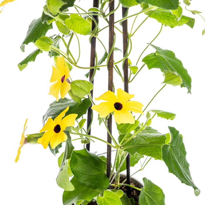 Suzanne met de Mooie Ogen - Thunbergia alata Sunny Susy Yellow - ↕60cm - Ø13cm - 4x