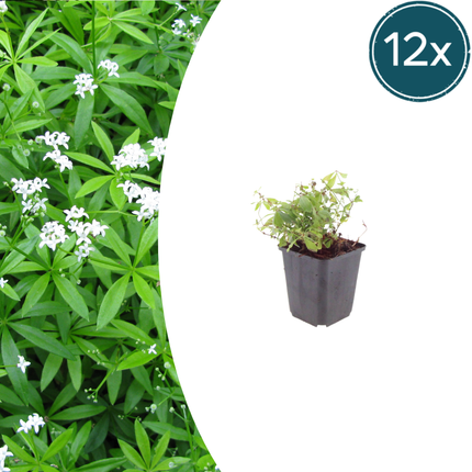 Galium odoratum - Aspa dulce - ↕10-25cm - Ø9cm - 12x