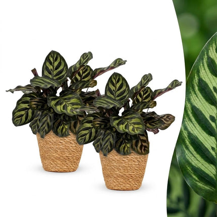 Calathea Makoyana - Pauwenplant - 2x - met Mand - Pot 12cm - Hoogte - 25cm