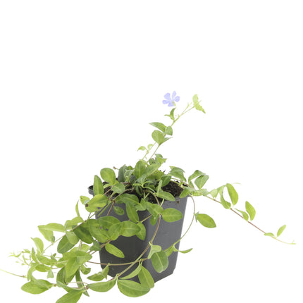 Vinca minor 'La Grave' - Kleine Maagdenpalm - ↕10-25cm - Ø9cm - 48x