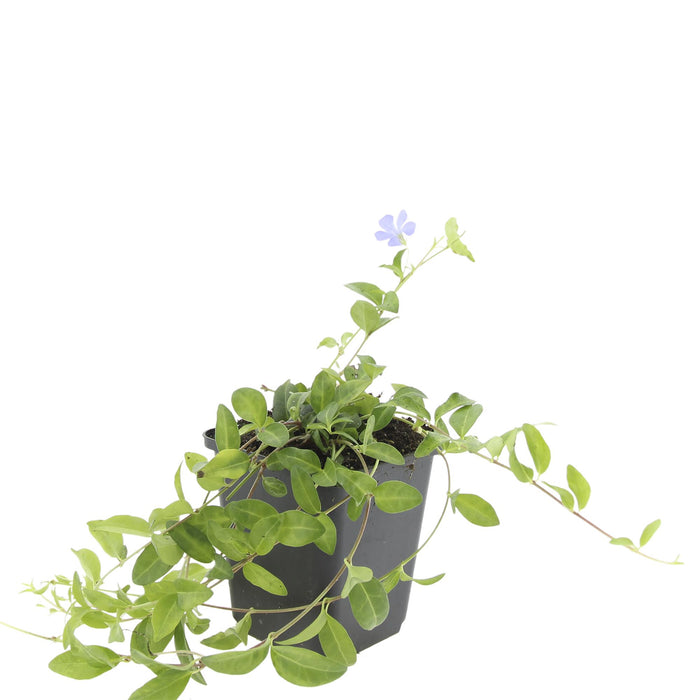 Vinca minor 'La Grave' - ↕10-25cm - Ø9cm - 48x