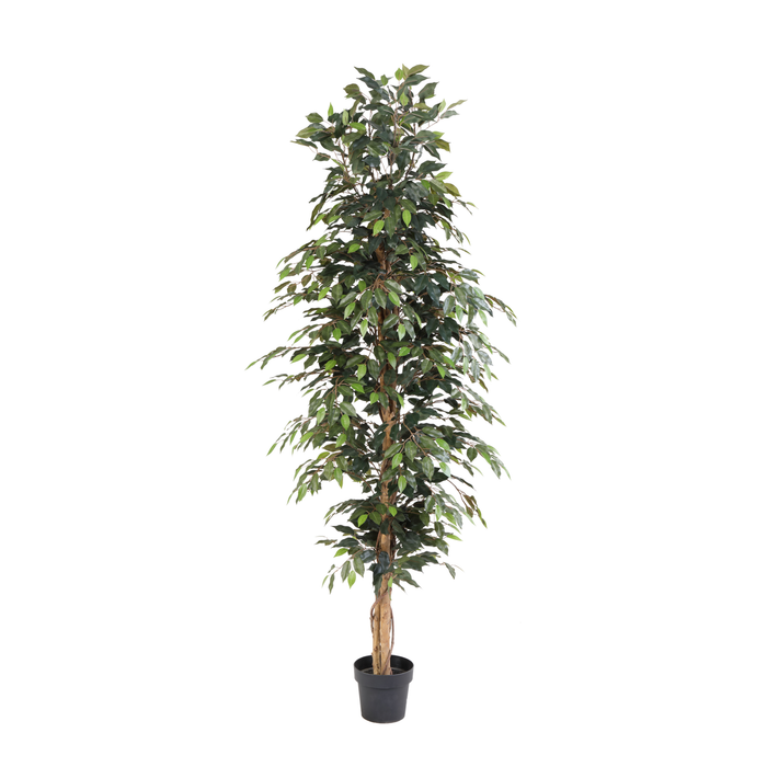Plante artificielle Ficus Benjamina - ↕205cm