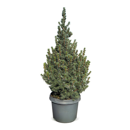 Picea glauca Sander's Blue - Blauwe kegelspar - Blauw - Kerstboom - Ø23cm - ↕60cm