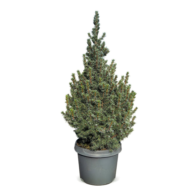 Picea glauca Sander's Blue - Blauwe kegelspar - Blauw - Kerstboom - Ø23cm - ↕60cm